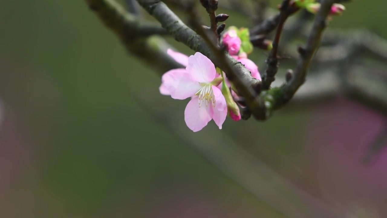 春天粉色的樱花视频素材