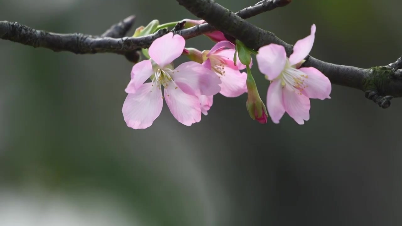 春天粉色的樱花视频素材