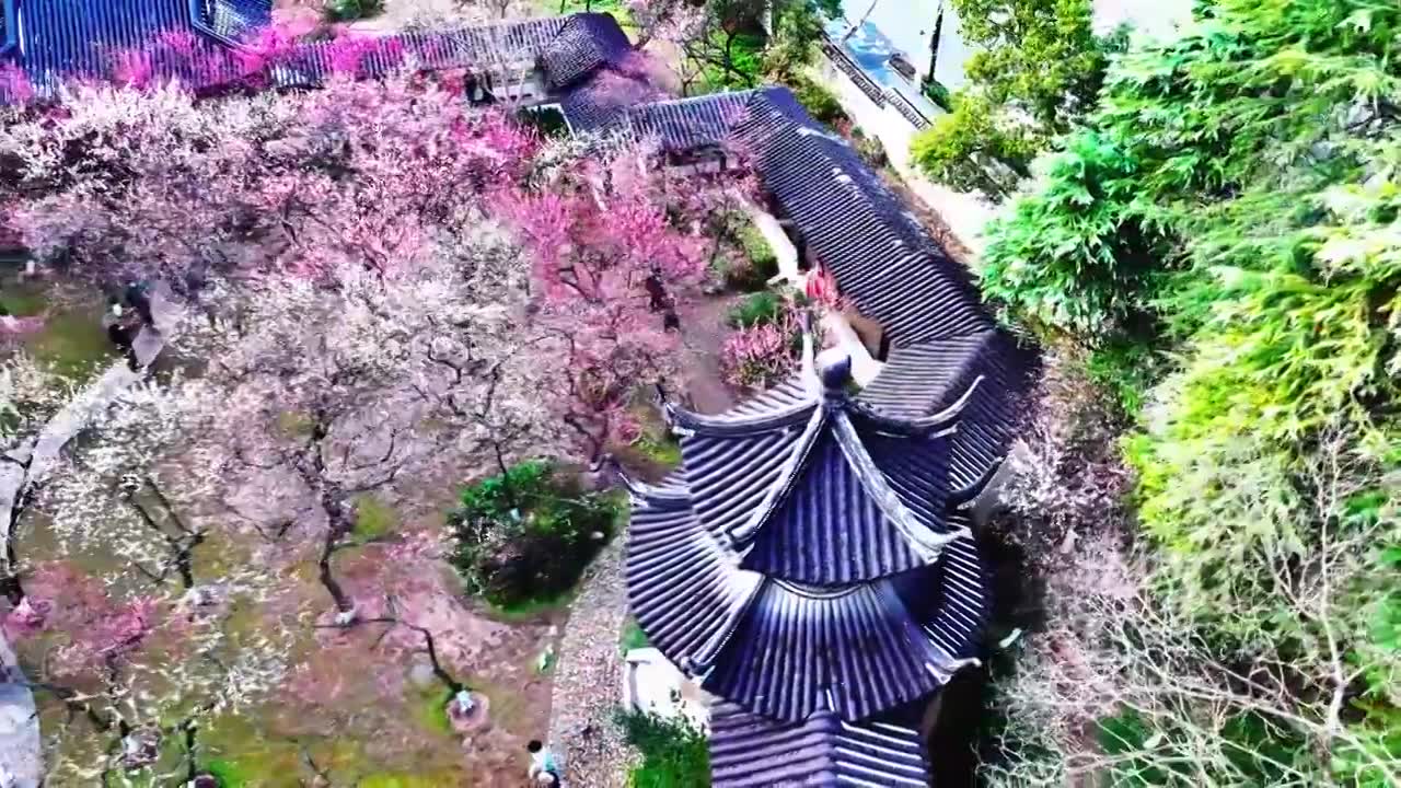 南京市梅花山和雨花台梅岗春天梅花开放视频素材