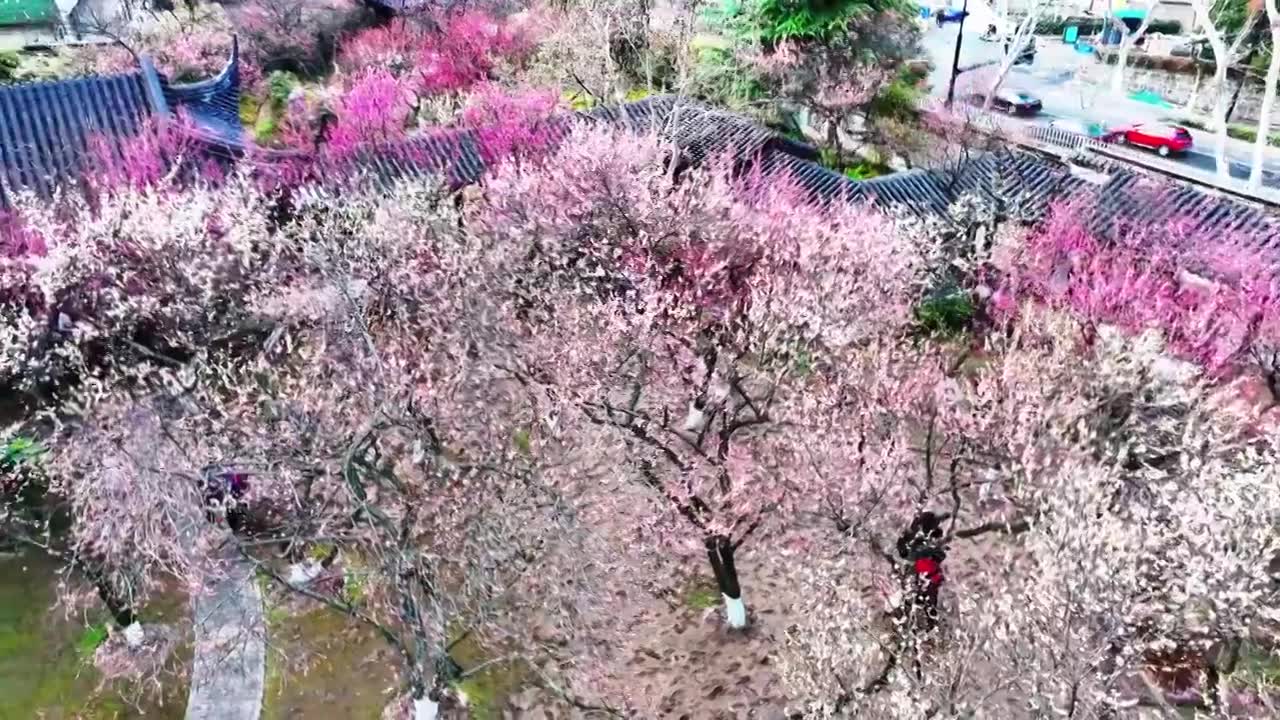 南京市梅花山和雨花台梅岗春天梅花开放视频下载