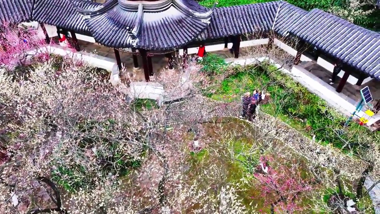 南京市梅花山和雨花台梅岗春天梅花开放视频素材