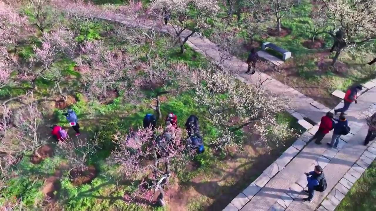 南京市梅花山和雨花台梅岗春天梅花开放视频素材