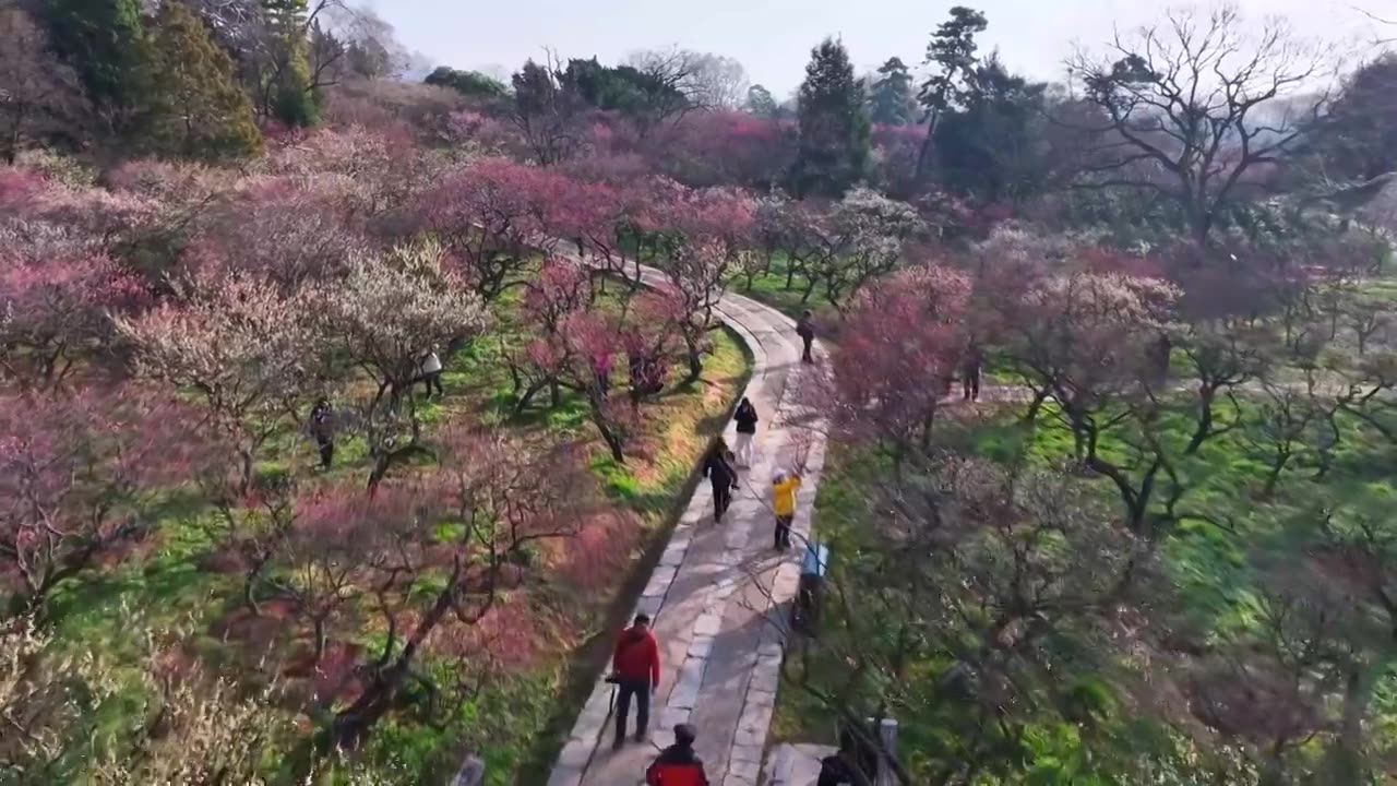 南京市梅花山和雨花台梅岗春天梅花开放视频下载