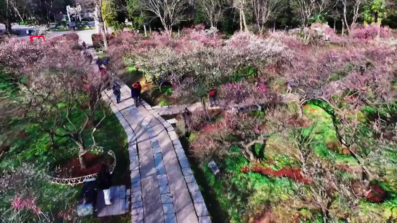 南京市梅花山和雨花台梅岗春天梅花开放视频素材