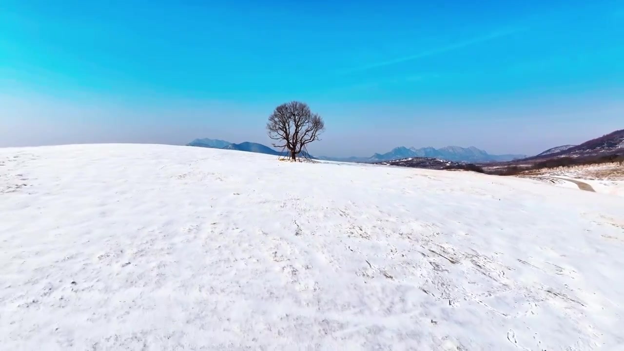 日照市白鹭牧场雪地里孤独的树视频下载