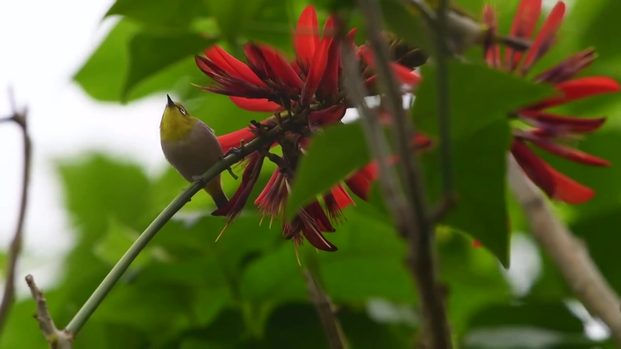 春天刺桐花与绣眼鸟视频素材