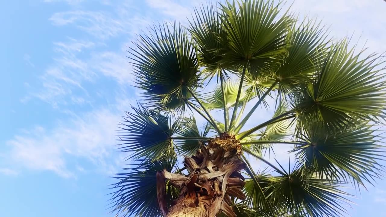 夏天春天里的棕榈树椰树热带植物热带气候治愈蓝天白云绿树安静清新惬意氛围桌面屏保叶子视频下载