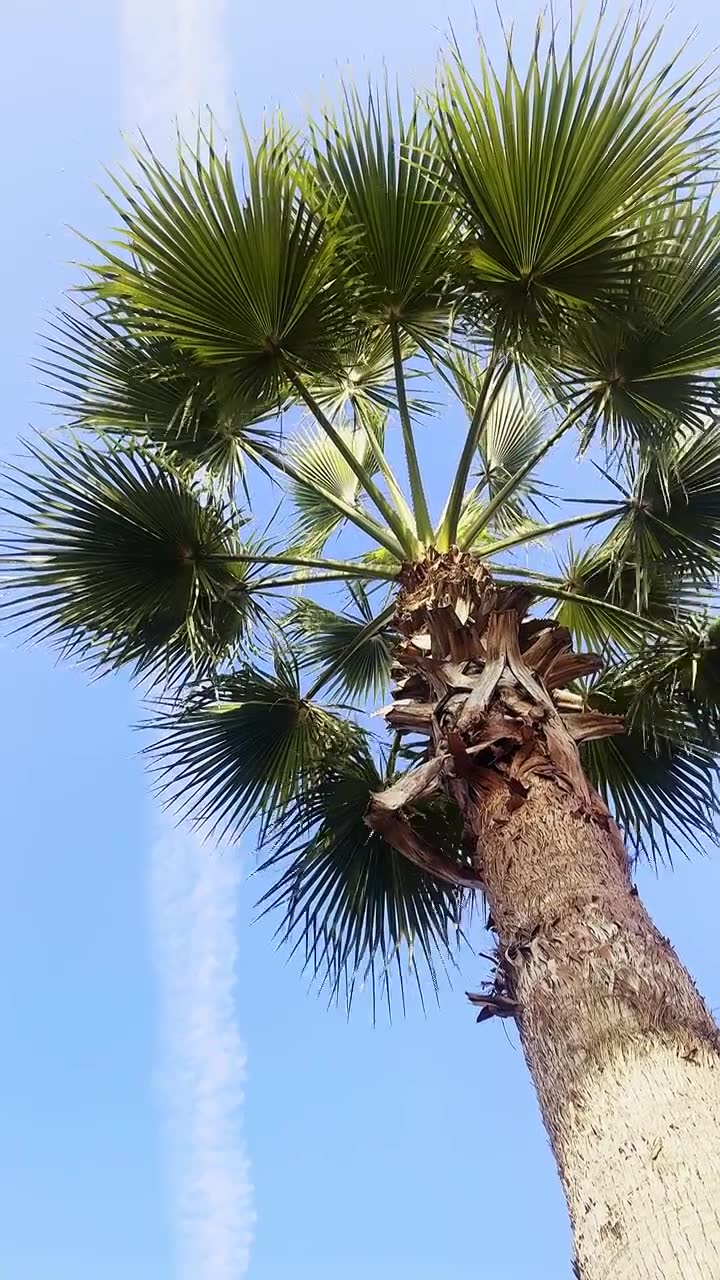 夏天春天里的棕榈树椰树热带植物热带气候治愈蓝天白云绿树安静清新惬意氛围桌面屏保叶子视频下载