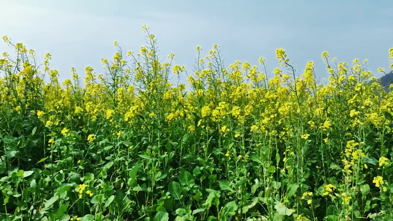 春天阳光下桂林田地里盛开的金黄色油菜花视频素材