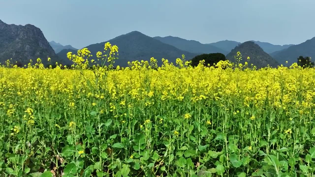 春天阳光下桂林田地里盛开的金黄色油菜花视频素材