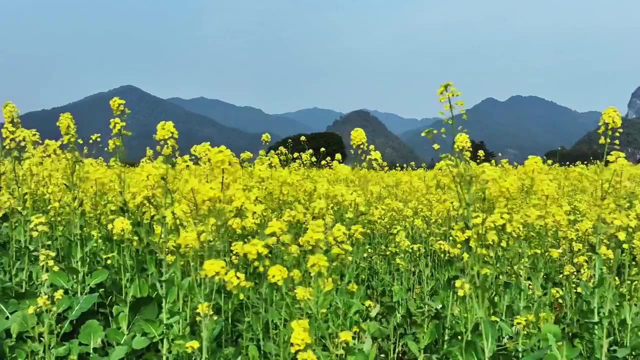 春天阳光下桂林田地里盛开的金黄色油菜花视频素材