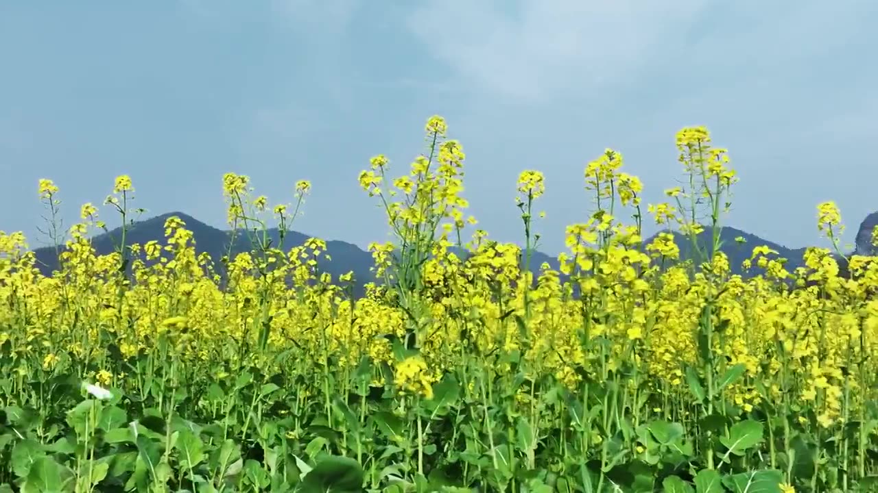 春天阳光下桂林田地里盛开的金黄色油菜花视频素材