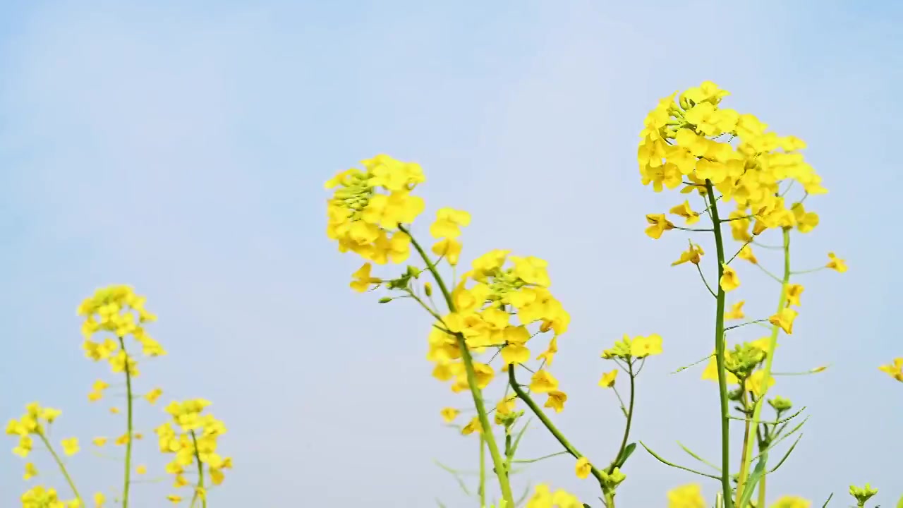 春天蓝天白云阳光下低视角拍摄盛开的油菜花视频素材