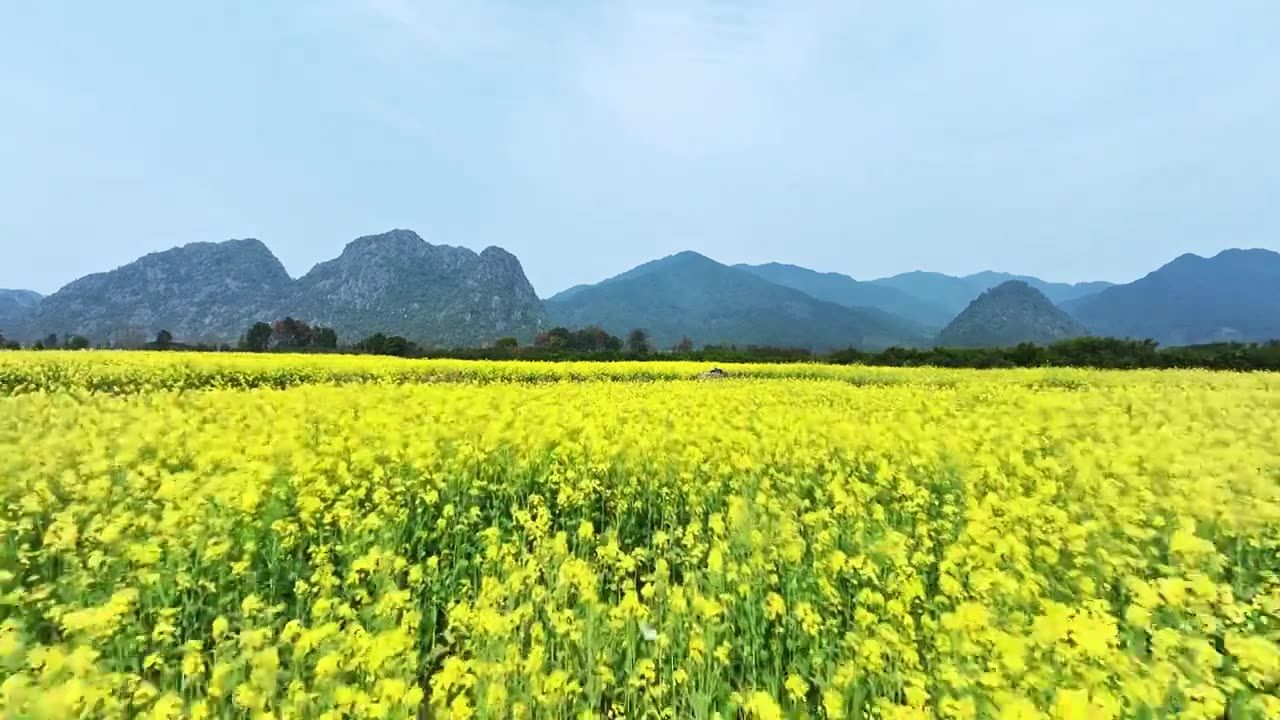 春天阳光下桂林山谷中大片的金黄色油菜花田视频素材