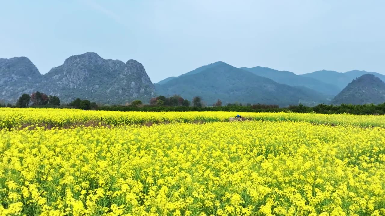 春天阳光下桂林山谷中大片的金黄色油菜花田视频素材