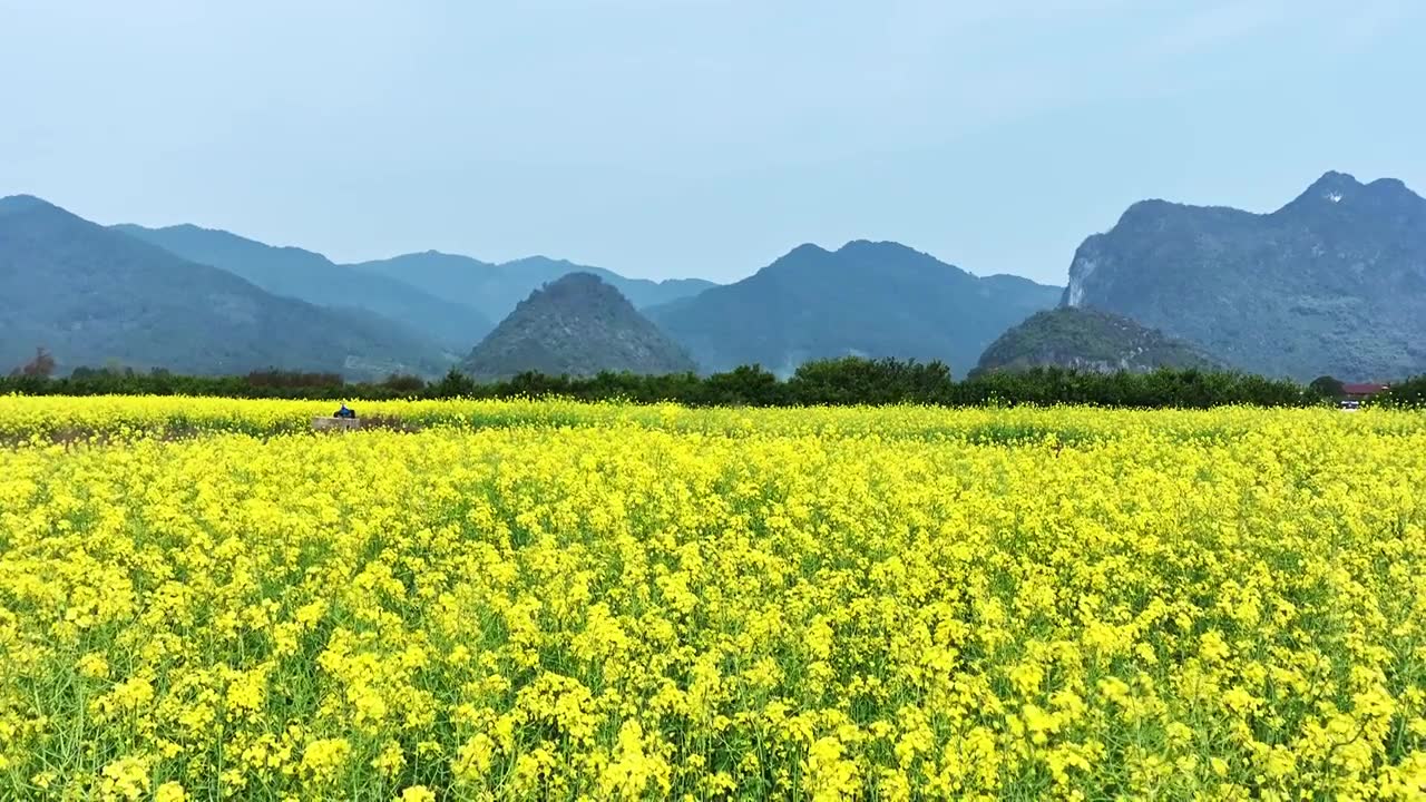 春天阳光下桂林山谷中大片的金黄色油菜花田视频素材