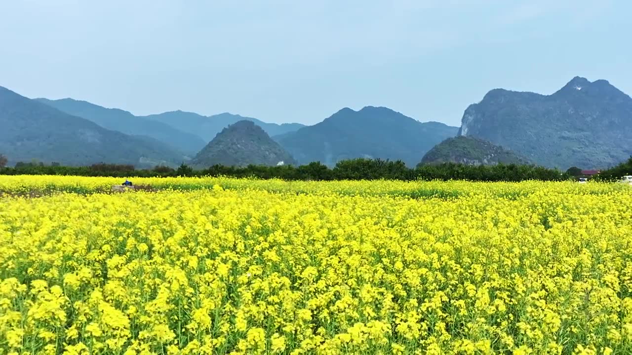 春天阳光下桂林山谷中大片的金黄色油菜花田视频素材