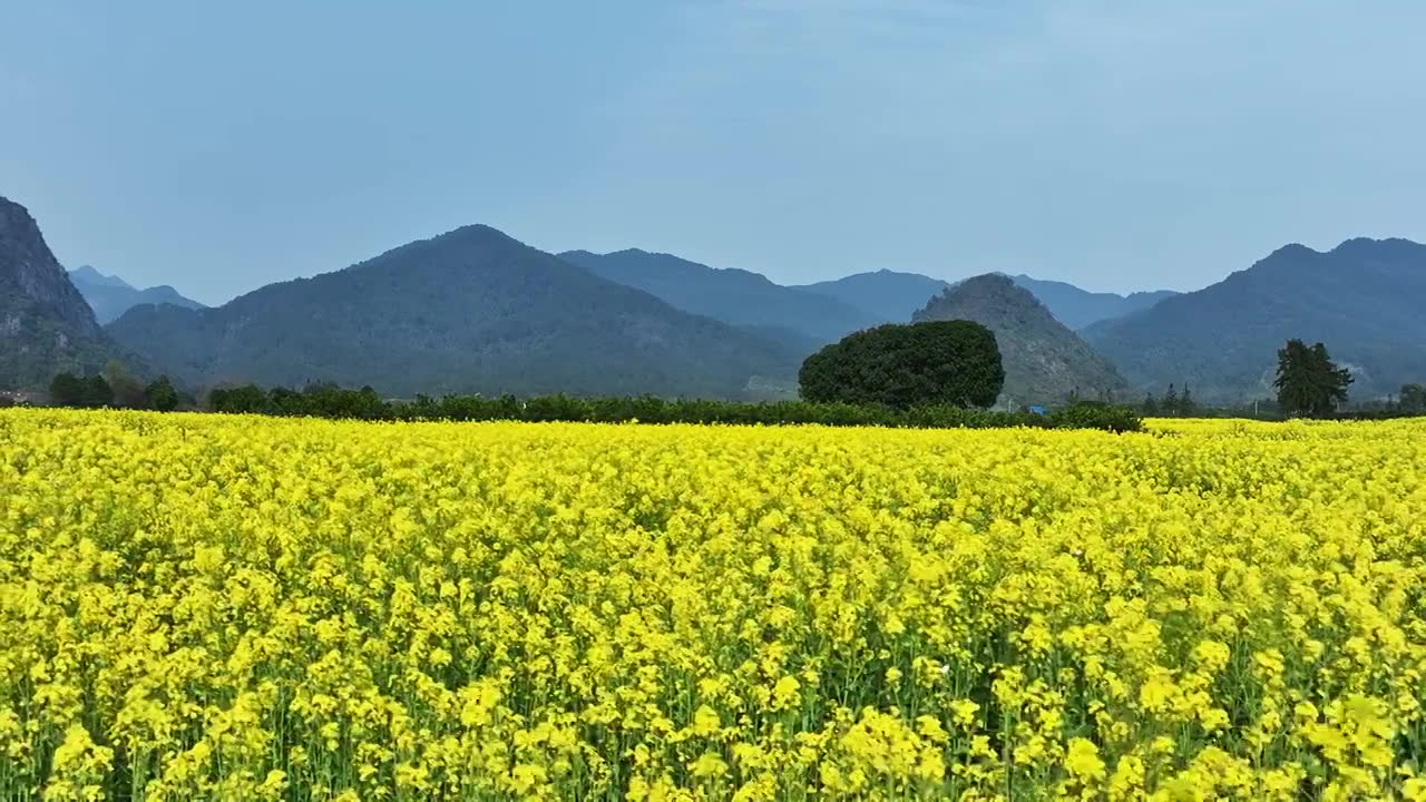 春天阳光下桂林山谷中大片的金黄色油菜花田视频素材