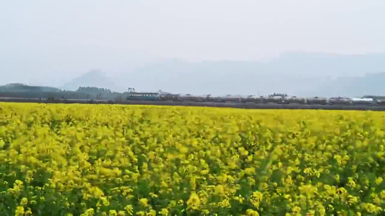 春天阳光下桂林山边油菜花田边驶过的火车视频素材