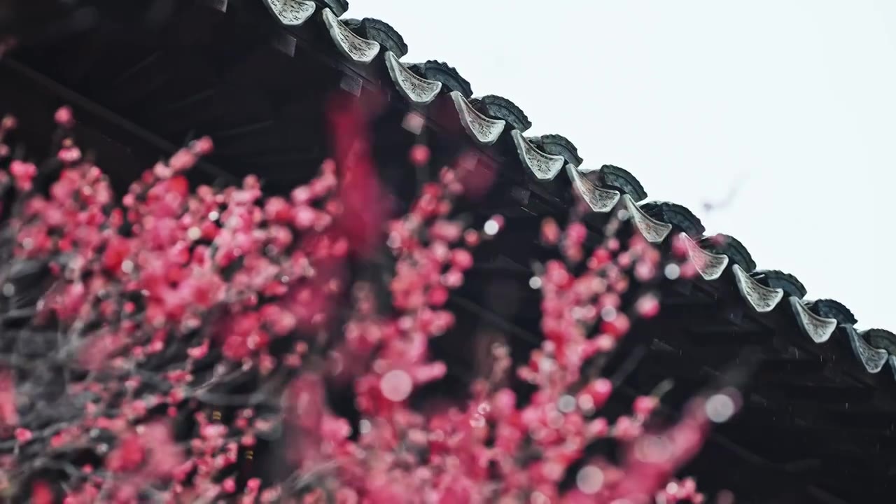 春雨绵绵瞻园古建筑屋檐下梅花开了视频素材