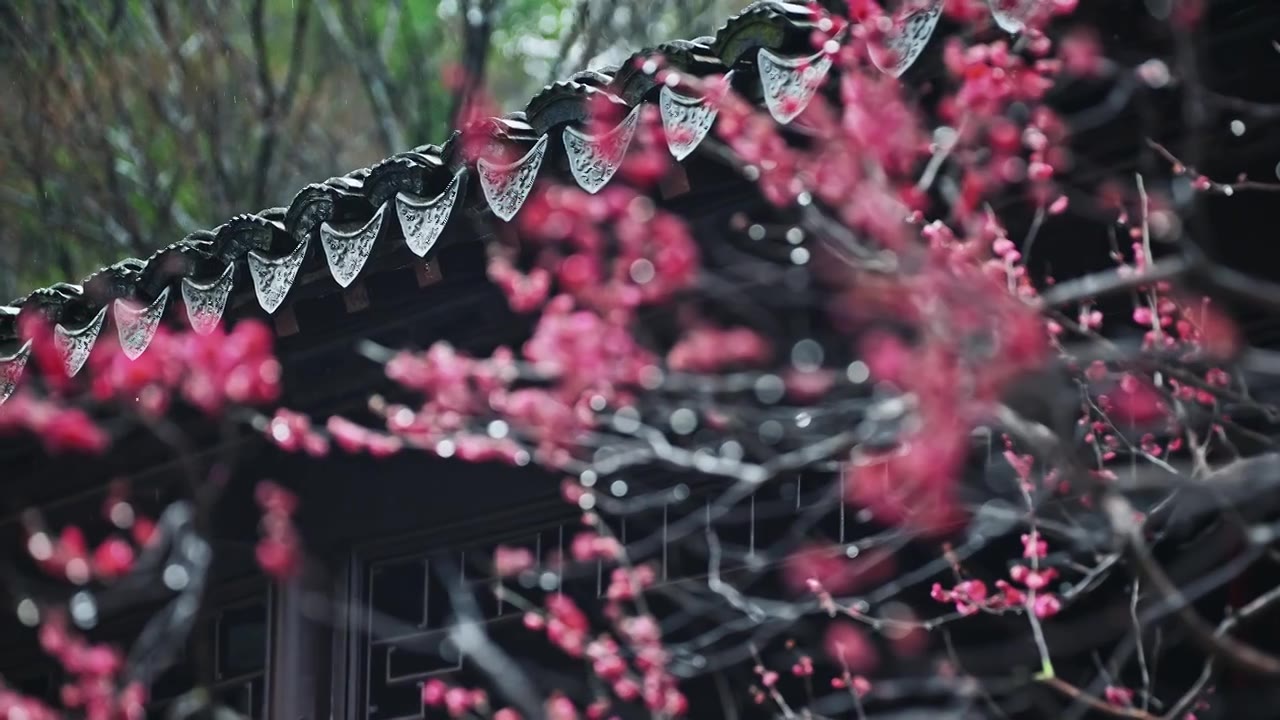 春雨绵绵瞻园古建筑屋檐下梅花开了视频素材