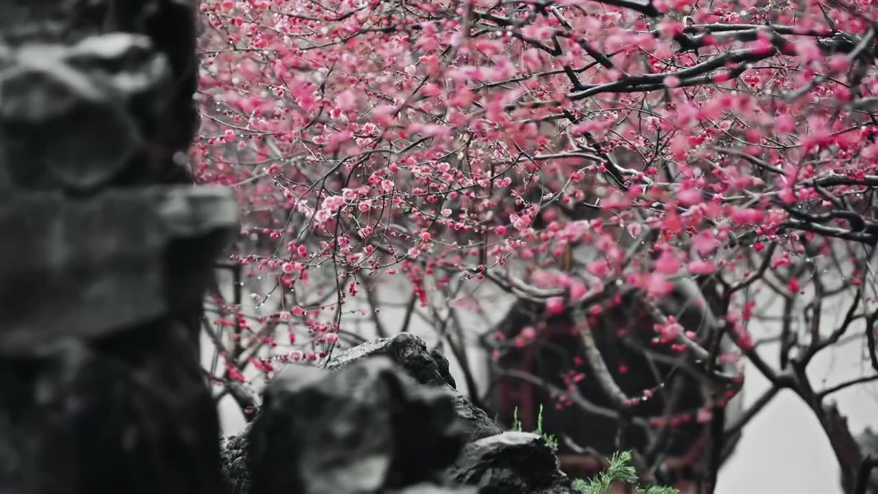 古色古香的园林中梅花盛开视频素材