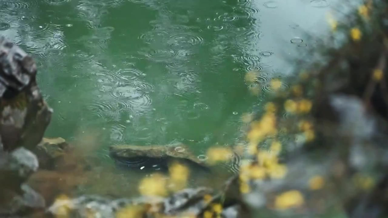 雨水滴落在春天的南京瞻园泛起涟漪视频素材