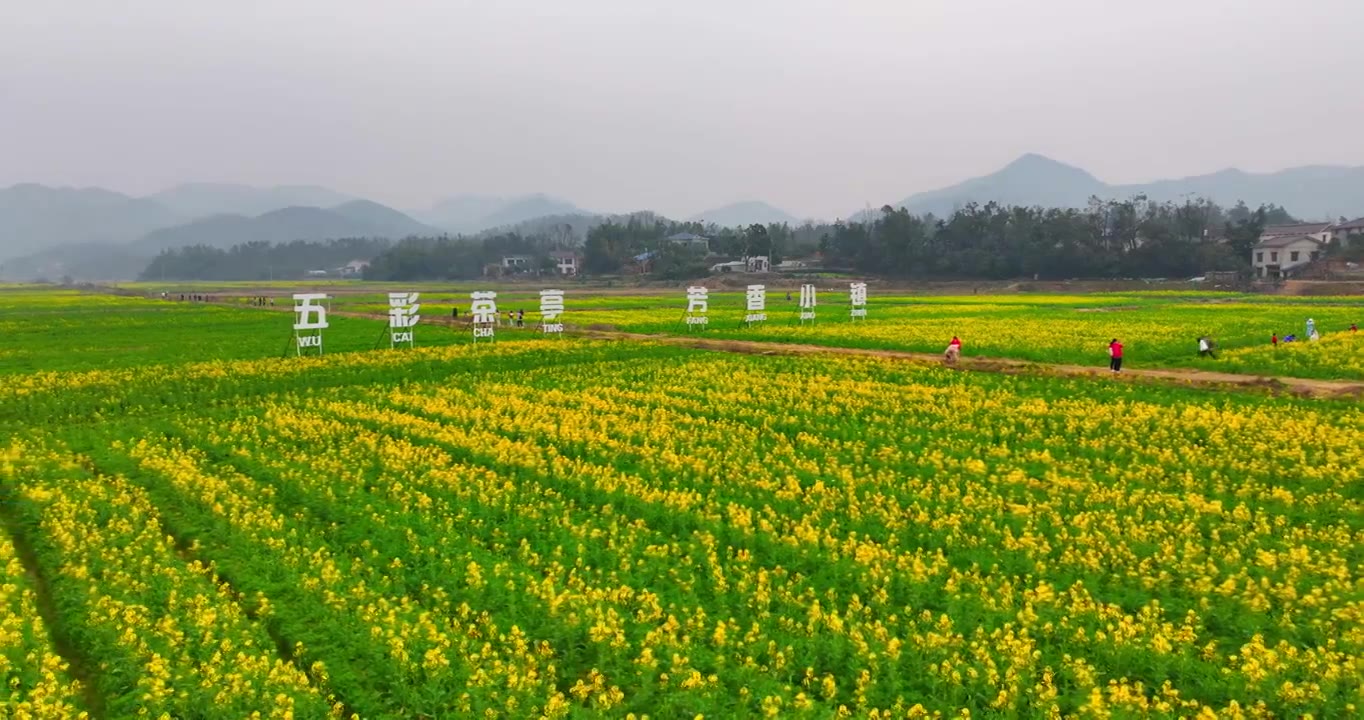 4k长沙望城茶亭油菜花花海航拍视频素材