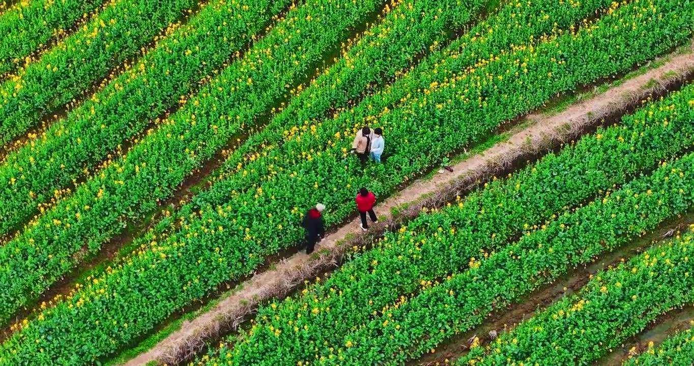 4k长沙望城茶亭油菜花花海航拍视频素材