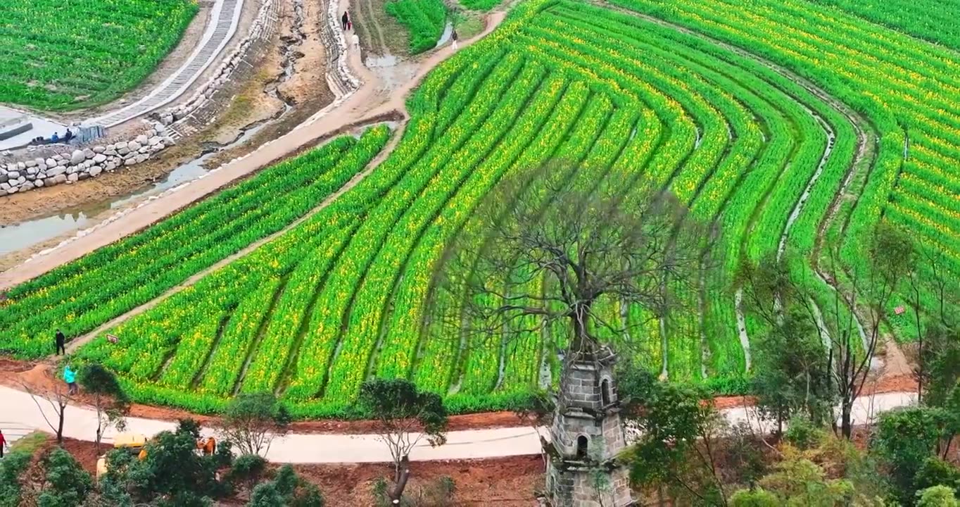 4k长沙望城茶亭油菜花花海航拍视频素材