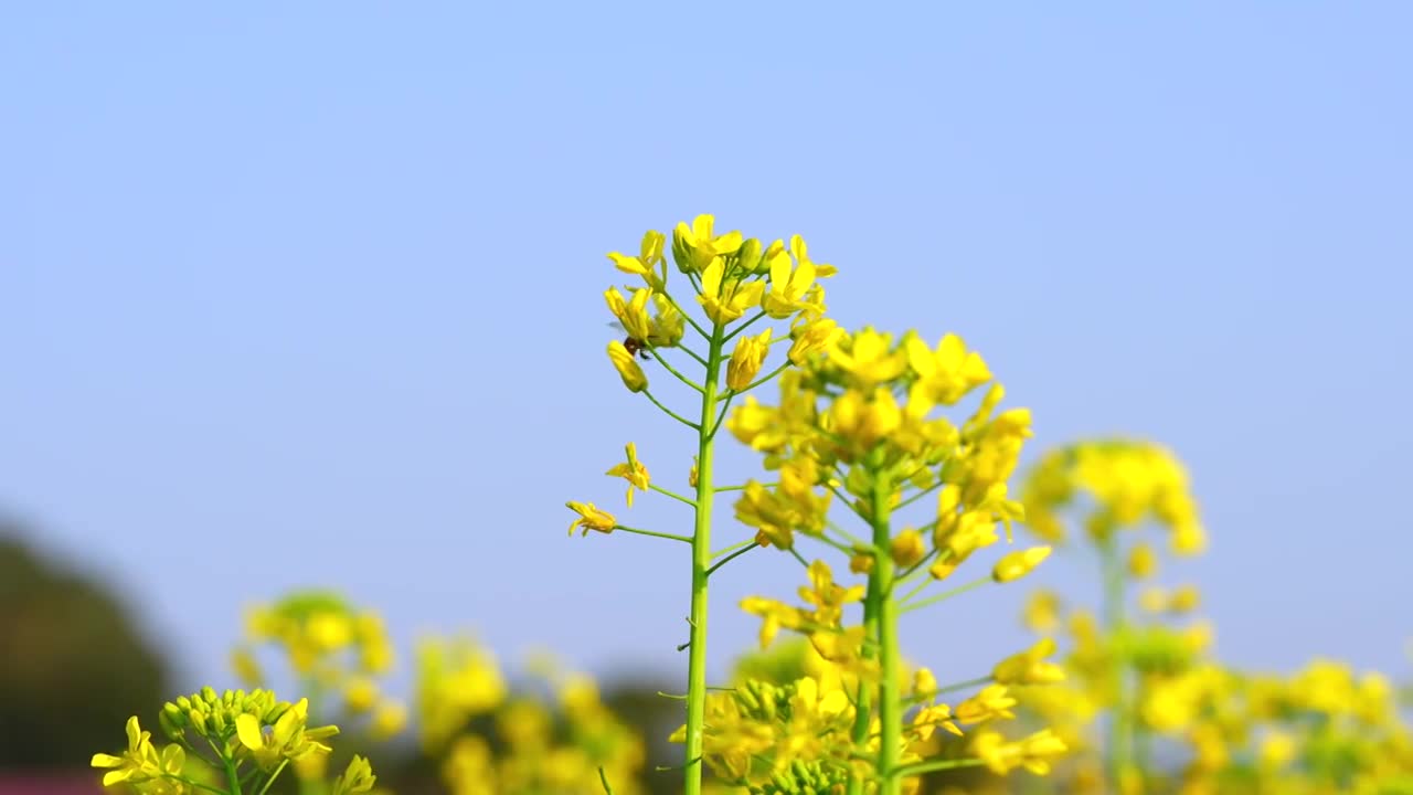 油菜花花海田园仰拍天空蜜蜂采蜜视频素材