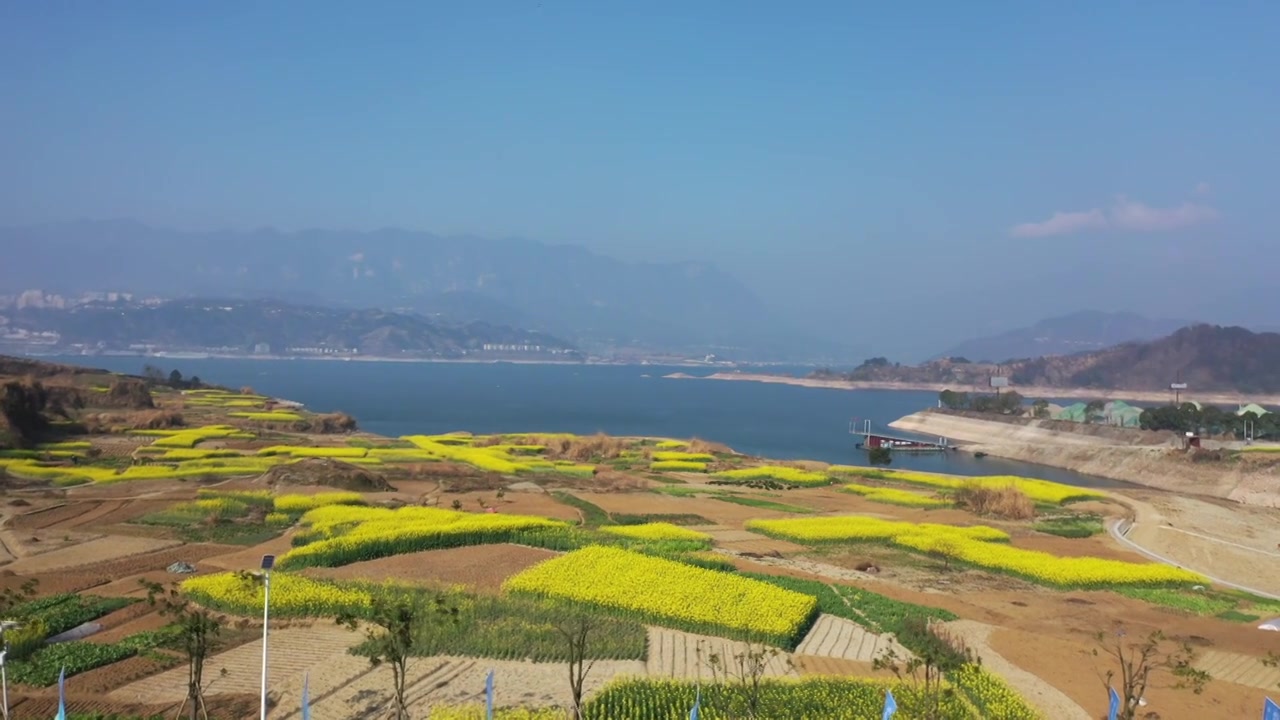 长江三峡西陵峡岸边油菜花相继开放，生机盎然视频下载