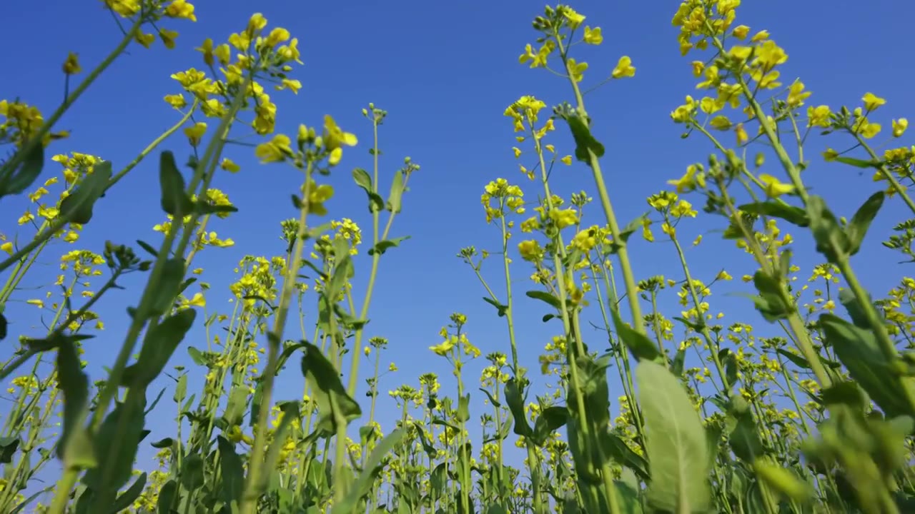 油菜花春暖花开唯美慢动作视频素材