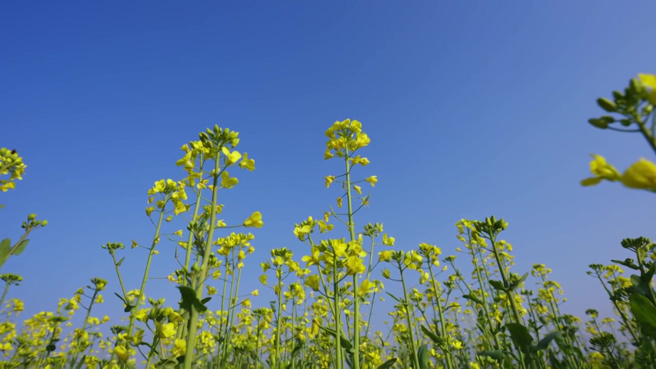 油菜花春暖花开唯美慢动作视频素材