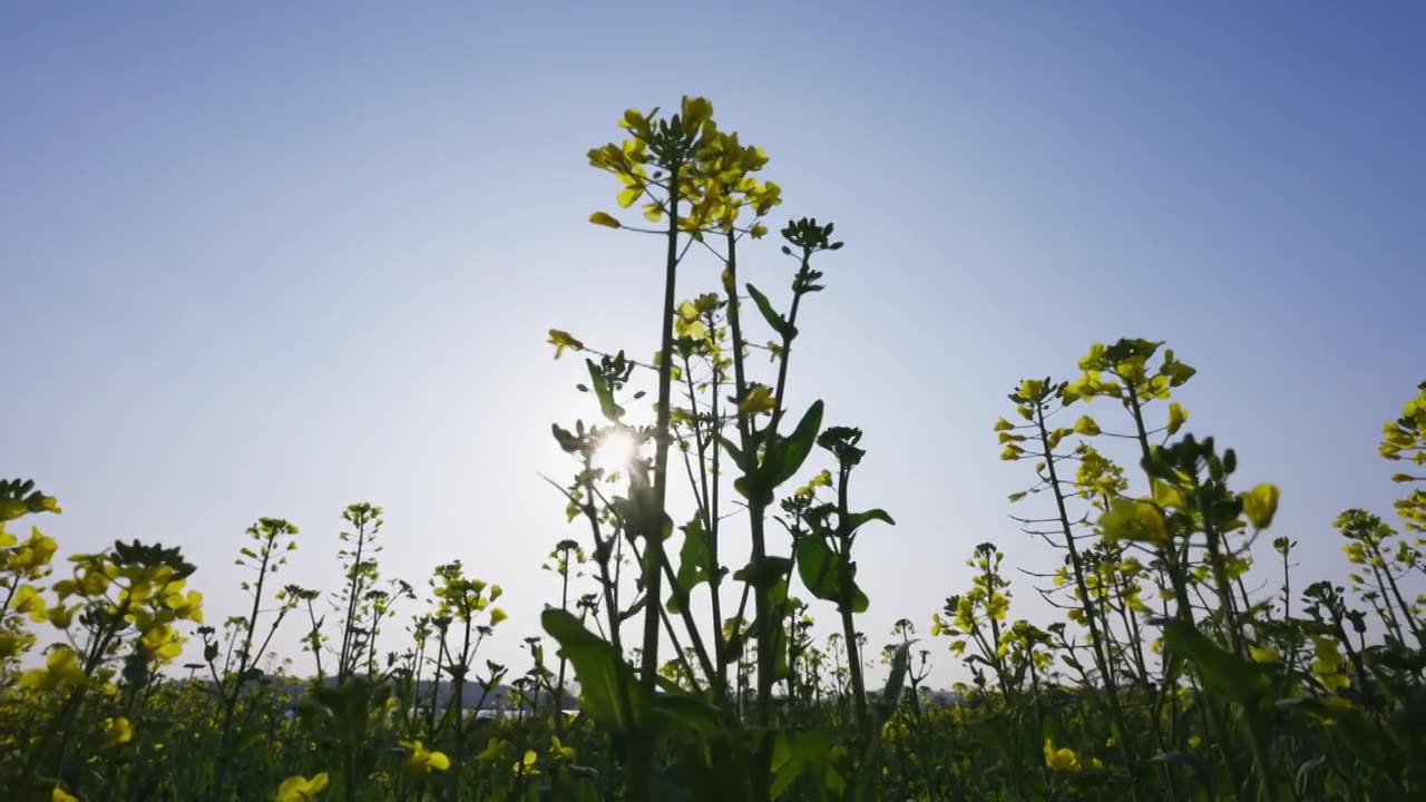 油菜花春暖花开唯美慢动作视频素材