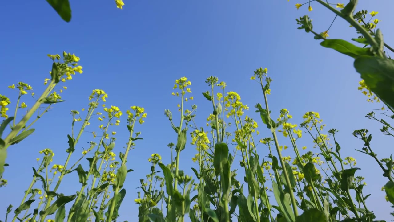 油菜花春暖花开唯美慢动作视频素材