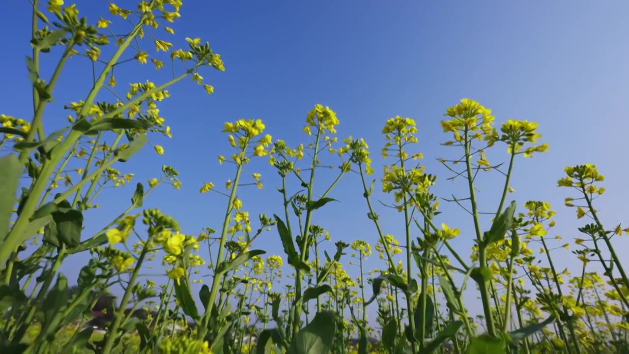 油菜花春暖花开唯美慢动作视频素材