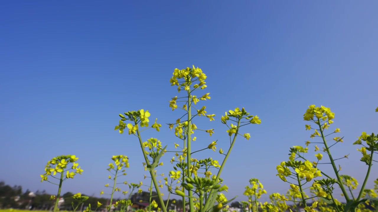 油菜花春暖花开唯美慢动作视频素材