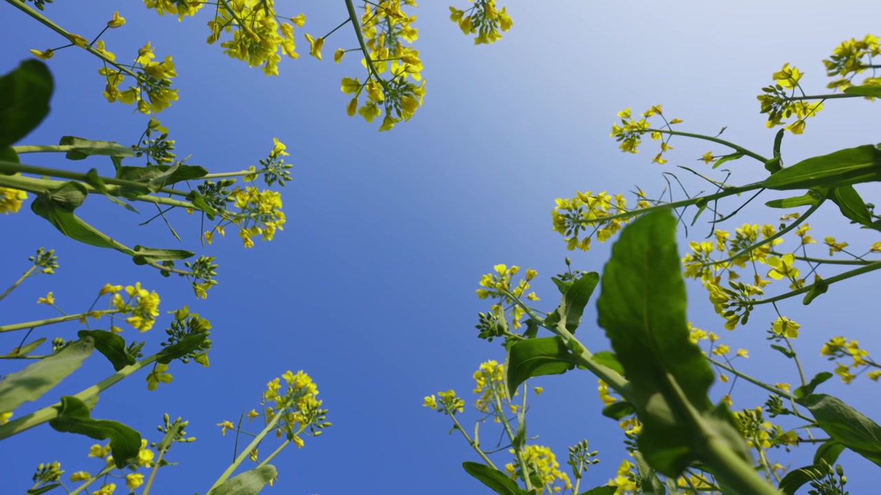 油菜花春暖花开唯美慢动作视频素材