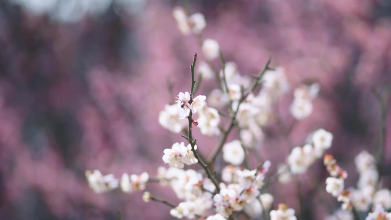 春天梅花鲜花盛开勃勃生机画面视频下载