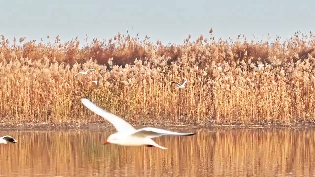 湖中芦苇候鸟东方白鹳视频素材