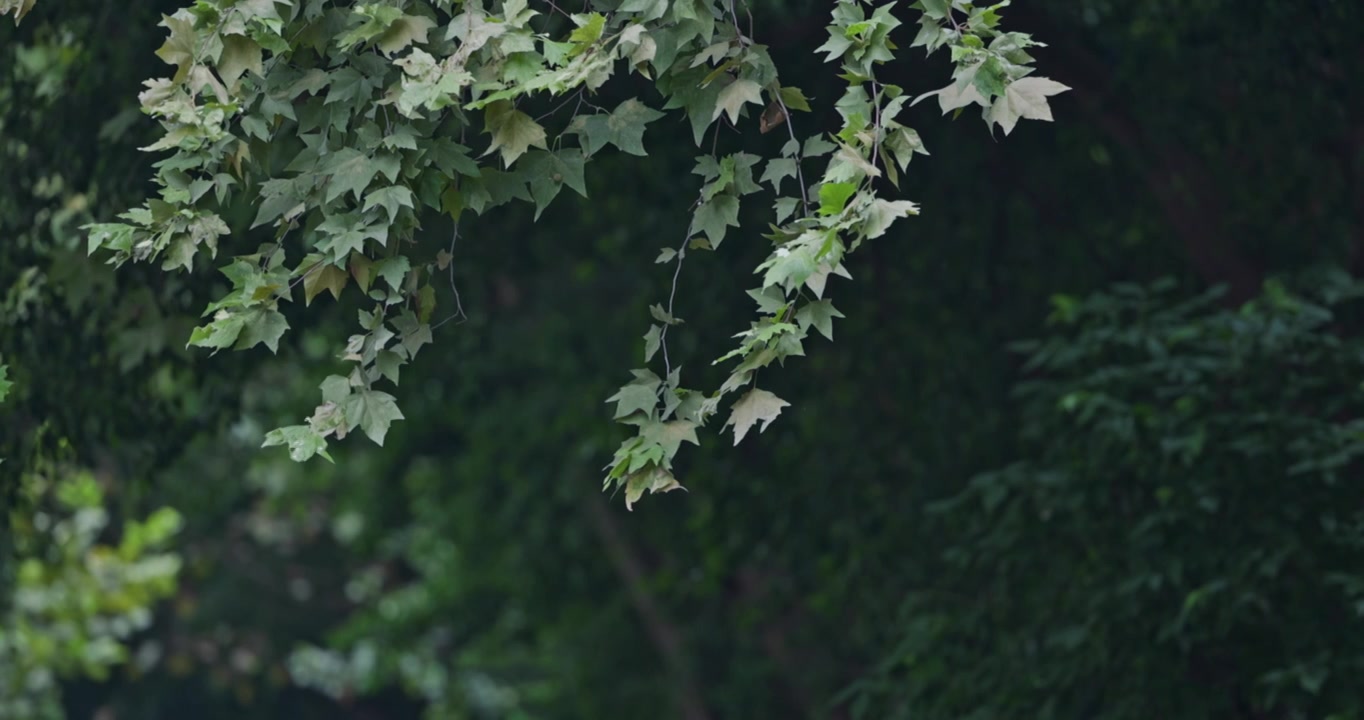 夏天 翠绿的梧桐树叶 梧桐树果实 在微风中 飘荡视频素材