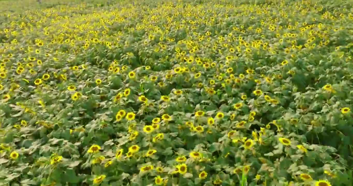 成都 绕城绿道 金黄色向日葵花海 在微风中 随风摆动视频素材