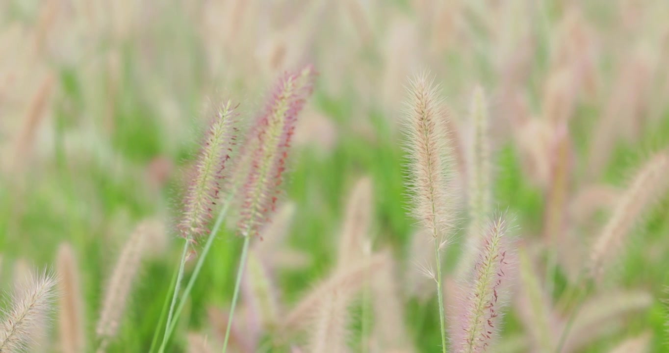 夏季 田野 一大片狗尾巴草视频素材