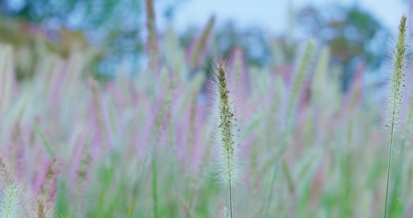 夏季 田野 一大片狗尾巴草视频素材