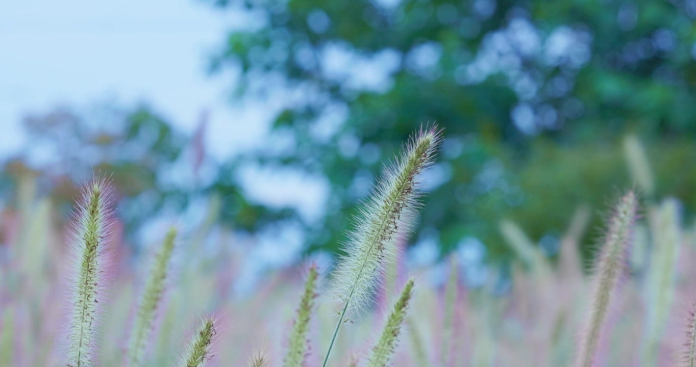 夏季 田野 一大片狗尾巴草视频素材