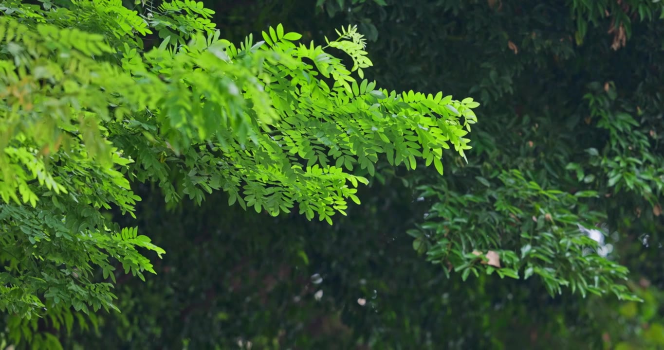 夏季 槐树 树叶 在微风中 摇摆视频下载