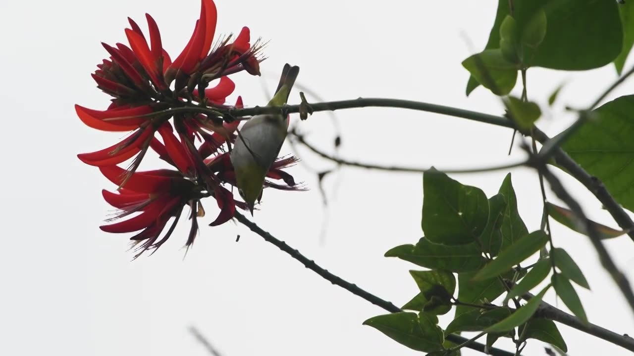 春天刺桐花与鸟视频素材