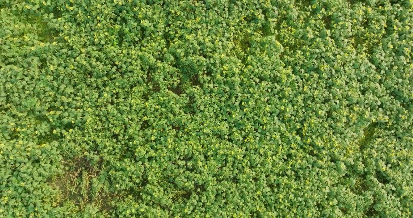 成都 绕城绿道 金黄色向日葵花海 在微风中 随风摆动视频素材