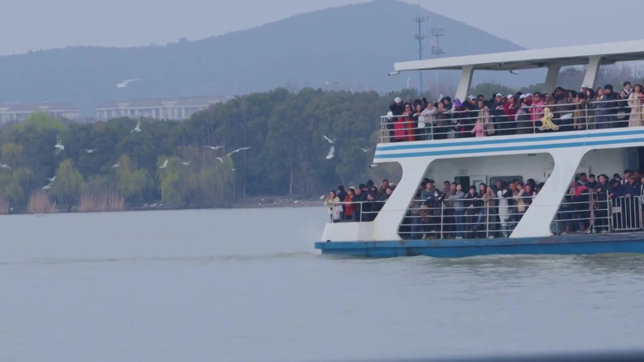 太湖里追逐满载游轮的红嘴鸥和海鸥视频下载